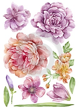 Watercolor illustration flower set in simple white background