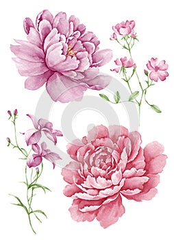 Watercolor illustration flower set in simple white background