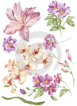 Watercolor illustration flower set in simple white background