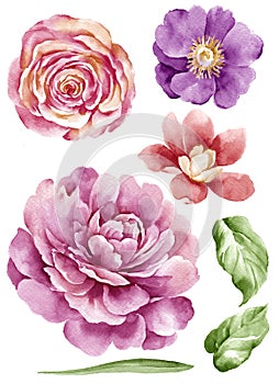 Watercolor illustration flower set in simple white background