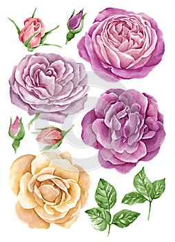 Watercolor illustration flower set in simple white background