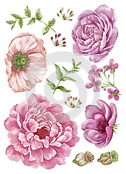 Watercolor illustration flower set in simple white background