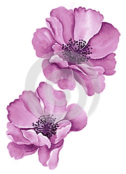 Watercolor illustration flowers