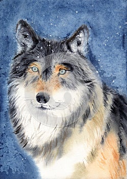 Watercolor illustration of a fluffy gray fawn wolf with light blue eyes