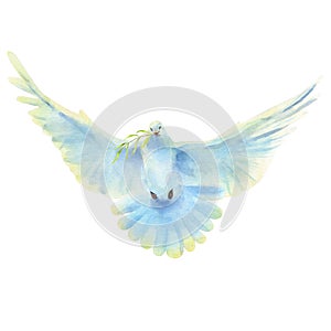 Watercolor illustration of flying white dove and olive branch isolated on a white background.