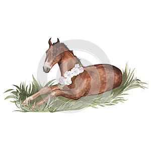Watercolor illustration of a foal with a wreath of white apple flowers lying in the grass isolated