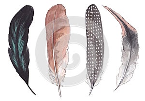 Watercolor illustration of forest birds feathers.