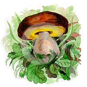 Mushroom botanical illustration. Family of mushrooms. Four cute porcini mushrooms.