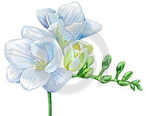 Watercolor illustration of freesia with white flowers