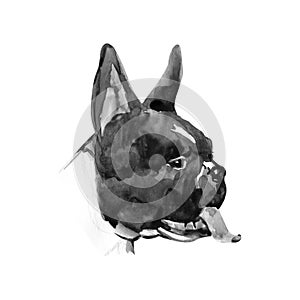 Watercolor illustration of french bulldog breed. Isolated black and white dog`s head.