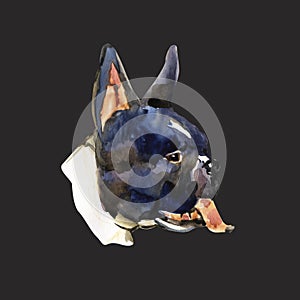 Watercolor illustration of french bulldog breed. Isolated black and white dog`s head.