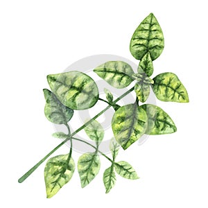 Watercolor illustration of fresh basil sprig isolated on a white background.