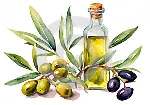 Watercolor illustration of fresh green and black olives and a bottle of olive oil, with a branch with leaves.