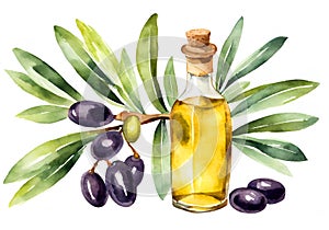 Watercolor illustration of fresh green and black olives and a bottle of olive oil, with a branch with leaves.