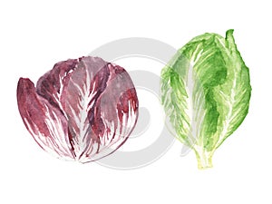 Watercolor illustration fresh greens set - radiccio and romano salad isolated on white background.