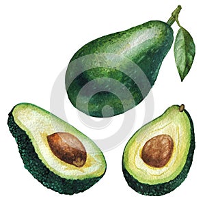 Watercolor illustration. Fruit avocado, half avocado, cut avocado.