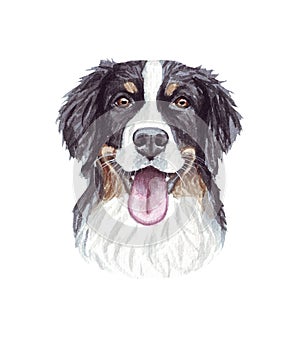 Watercolor illustration of a funny dog. Popular dog breed. Bernese Mountain Dog. Hand made character isolated on white