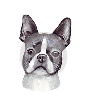 Watercolor illustration of a funny dog. Popular dog breed. Dog Boston Terrier. Hand made character isolated on white