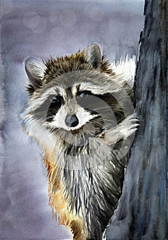 Watercolor illustration of a funny fluffy grey raccoon