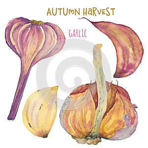 Watercolor illustration of garlic and garlic cloves
