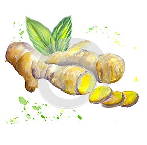 Watercolor illustration of ginger. fruit sliced. splashes and drops of juice.