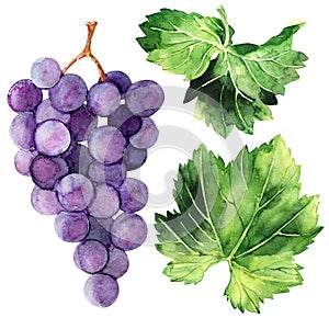 Watercolor illustration with grape brushes, branches and leaves of various grape varieties