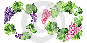 Watercolor illustration with grape brushes, branches and leaves of various grape varieties