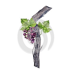 Watercolor illustration of grape vine with green leaves and purple grape bunch isolated on white background