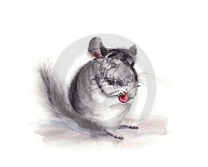 Watercolor  illustration of gray fluffy  chinchilla with cherry in the paw isolated on white background