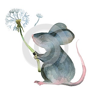 Watercolor illustration. Gray mouse with dandelion on white background