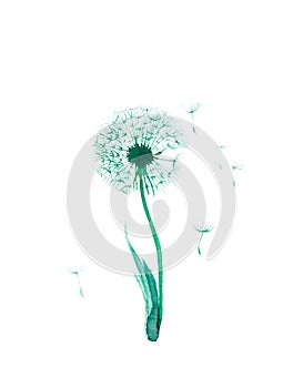 Watercolor illustration of green dandelion isolated on white background