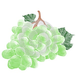 Watercolor Illustration of green grapes with vine leaves isolated on white background - hand drawn summer fruit