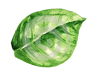 Watercolor illustration of green leaf on white