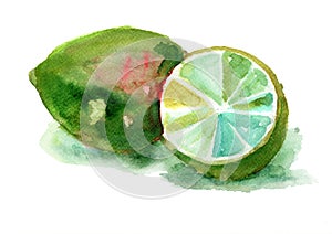 Watercolor illustration of Limes photo