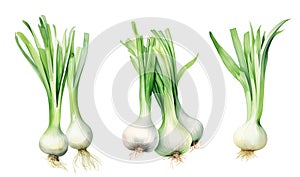 Watercolor illustration of green onions isolated on a white background