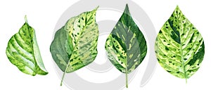 Watercolor illustration of the green spotted tropical leaves