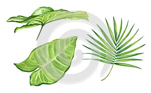 Watercolor illustration of green tropical leaves