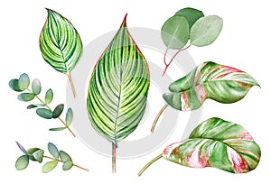 Watercolor illustration of green tropical leaves