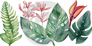 Watercolor Illustration Of Green Tropical Leaves Isolated On A White Background