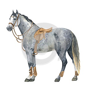 Watercolor illustration of a grey horse with saddle and bride,standing. Isolated gray pony. For cards, prints, decor