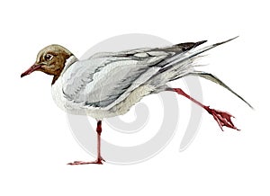 Watercolor illustration of a grey seagull. Hand drawn wild seaside bird with red legs. Isolated on white background.