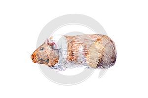 Watercolor illustration of Guinea pig family of rodent animals. Isolated on white background
