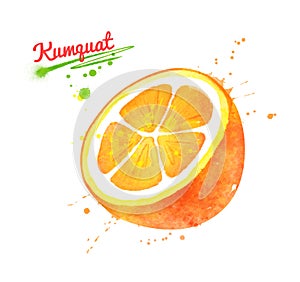 Watercolor illustration of half of Kumquat fruit