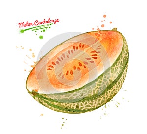 Watercolor illustration of half of Melon Cantaloupe frui