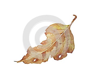 Watercolor illustration with hand drawn yellow dry leaf