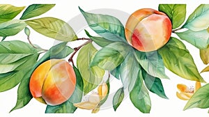 Watercolor illustration hand made peaches with leaves painted as summer organic fruit pattern