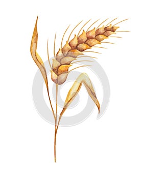 Watercolor illustration of hand painted golden yellow ear of rye, spike of wheat with leaves. Plant with grain part. Crop