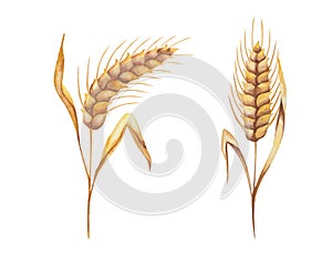 Watercolor illustration of hand painted golden yellow ears of rye, spikes of wheat with leaves. Plant with grain part. Crop