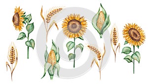 Watercolor illustration of hand painted golden yellow sunflowers with green leaves. Ears of rye, spikes of wheat. Maize, corn