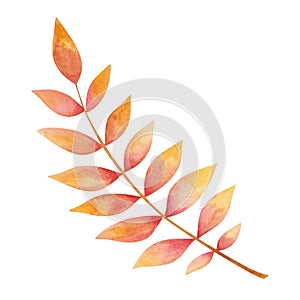 Watercolor illustration hand painted tree branch leaf in autumn red, orange, yellow colors isolated on white. Forest foliage